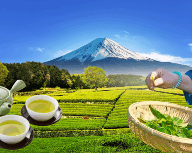 Spring Tea Culture in Japan